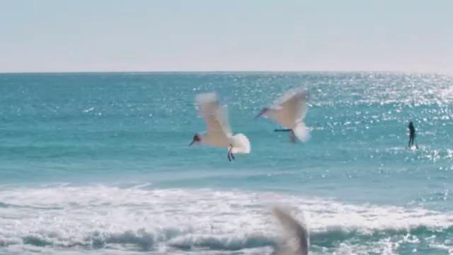 black-headed-seagull