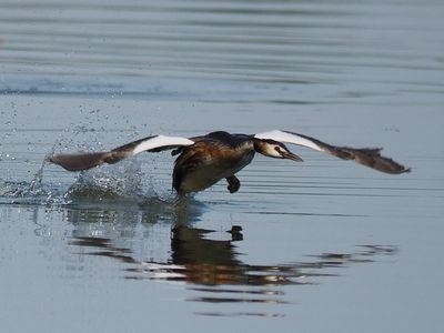Grebe in flight