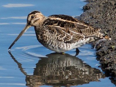 Green Sandpiper