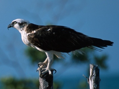 Osprey