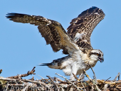 Osprey