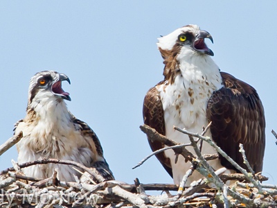 Osprey