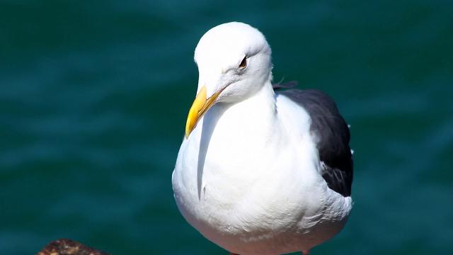 black-backed-gull