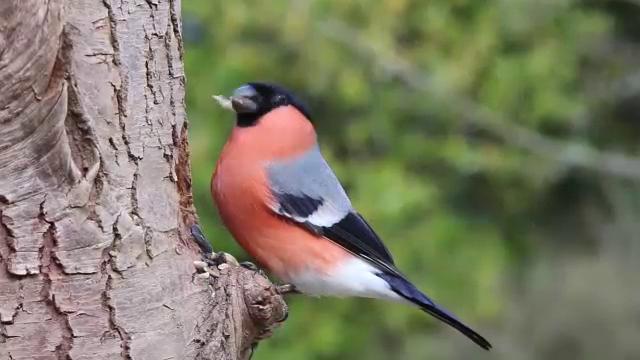 bullfinch-on-post