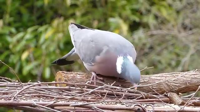 bullfinch-on-post