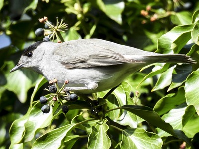 Blackcap