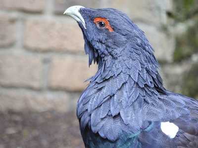 Capercaillie