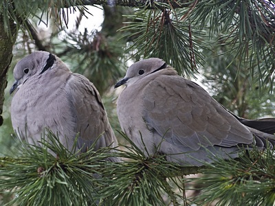 Collared Dove