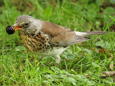 Fieldfare