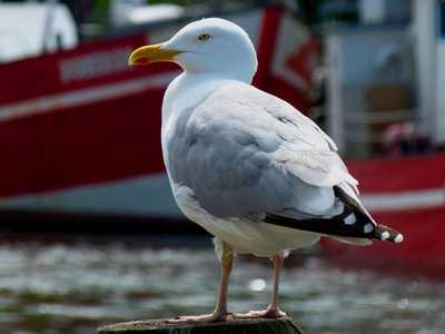 Herring Gull