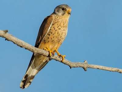 Kestrel