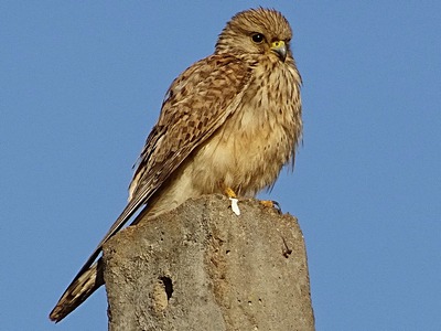 Kestrel