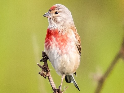 Linnet