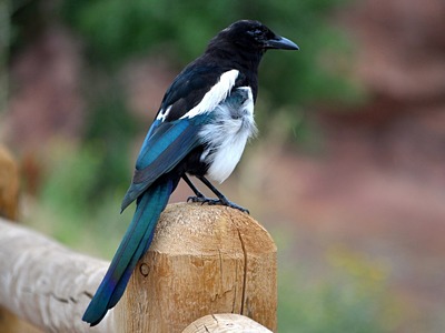 Magpie