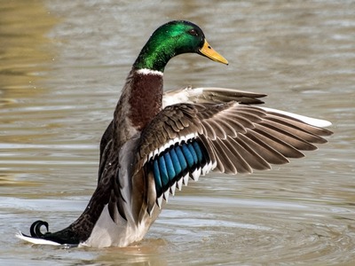 Mallard