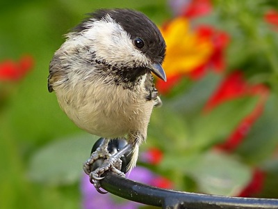 Marsh Tit