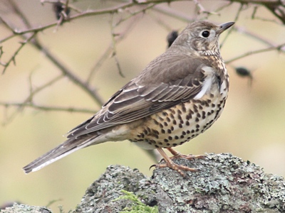 Mistle Thrush