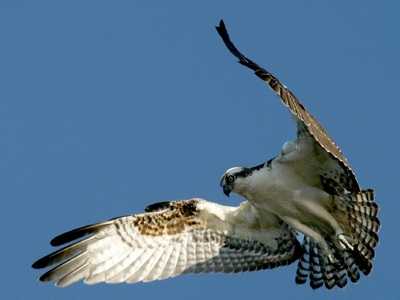 Osprey