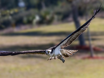 Osprey