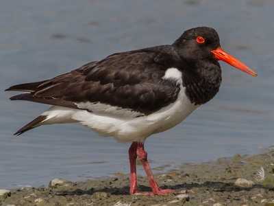 Oyster Catcher