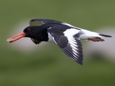 Oyster Catcher