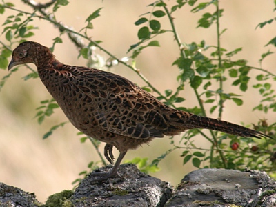 Pheasant