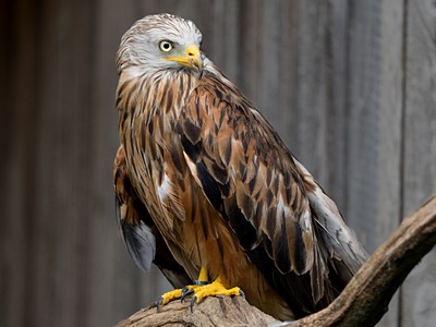 Red Kite