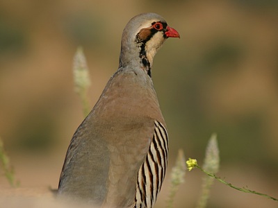 Red Legged Partridge