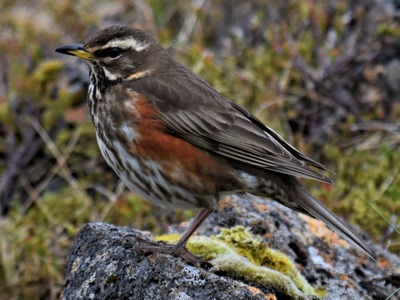 Redwing