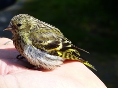 Siskin