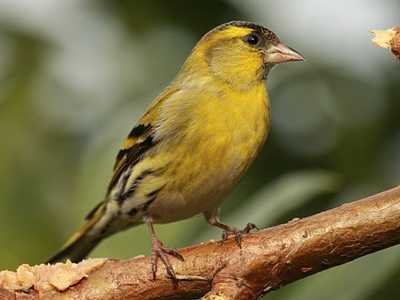 Siskin