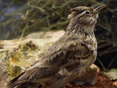 Skylark