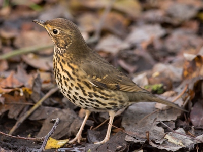 Song Thrush