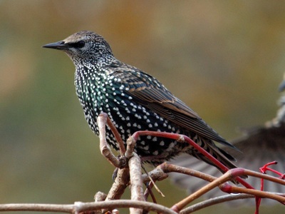 Starling