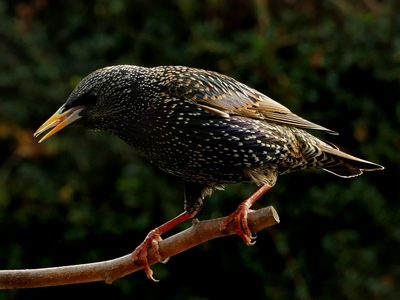 Starling