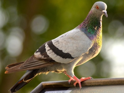 Stock Dove