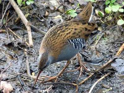 Waterrail