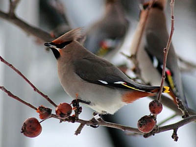 Waxwing