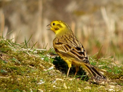 Yellowhammer