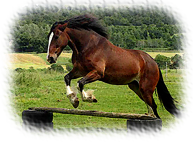 Holly jumping at liberty